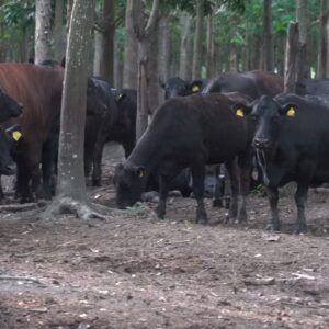 稀有!!!台灣和牛精修肋眼骰子牛肉/炒肉片